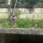 Homem morre após entrar em jaula e ser atacado por leoa em parque na Paraíba
