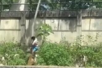 Homem morre após entrar em jaula e ser atacado por leoa em parque na Paraíba