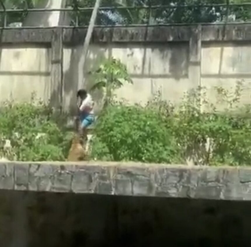 Homem morre após entrar em jaula e ser atacado por leoa em parque na Paraíba