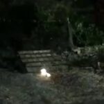 Crueldade: gato é incendiado e morre no município de Itabaianinha 