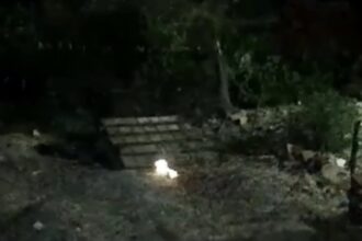 Crueldade: gato é incendiado e morre no município de Itabaianinha 