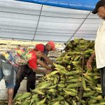 Cresce oferta de milho verde na Ceasa Aracaju com proximidade das festas juninas