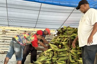 Cresce oferta de milho verde na Ceasa Aracaju com proximidade das festas juninas