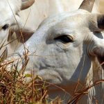 União Europeia veta compra de carne brasileira a partir de setembro