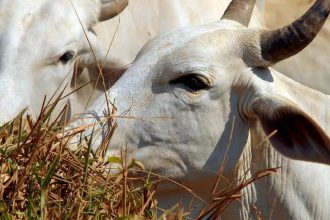 União Europeia veta compra de carne brasileira a partir de setembro