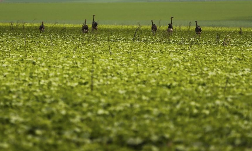 CMN passa a exigir fotos com localização comprovada em seguro rural