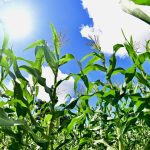 Perímetros irrigados do Governo de Sergipe impulsionam produção de alimentos típicos do São João