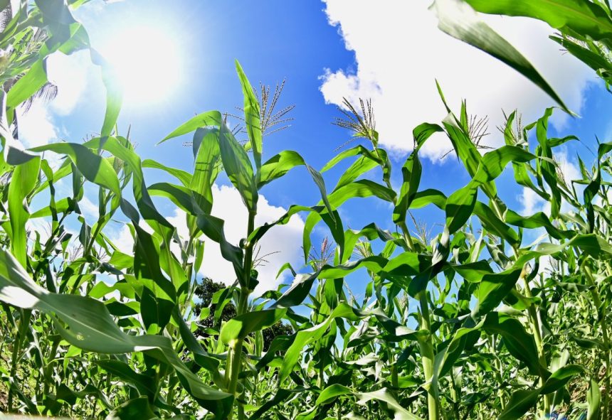 Perímetros irrigados do Governo de Sergipe impulsionam produção de alimentos típicos do São João