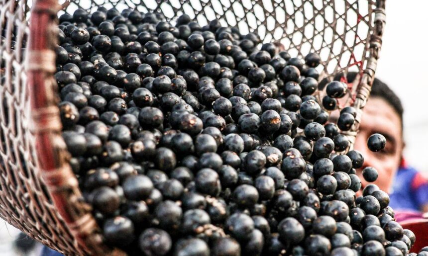 China facilita exportação de polpas e frutas congeladas brasileiras