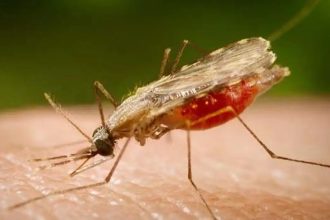 Cientistas da Fiocruz podem produzir vacina completa contra a malária