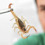Crianças são mais vulneráveis a envenenamento por picada de escorpião