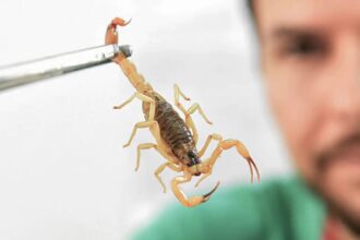 Crianças são mais vulneráveis a envenenamento por picada de escorpião