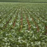 Entenda impasse entre bancada do agro e governo sobre dívidas rurais