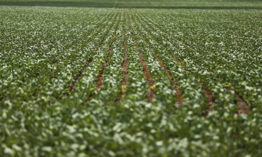 Entenda impasse entre bancada do agro e governo sobre dívidas rurais