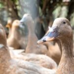 Entidades defendem projeto que proíbe alimentação forçada de animais