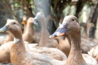Entidades defendem projeto que proíbe alimentação forçada de animais