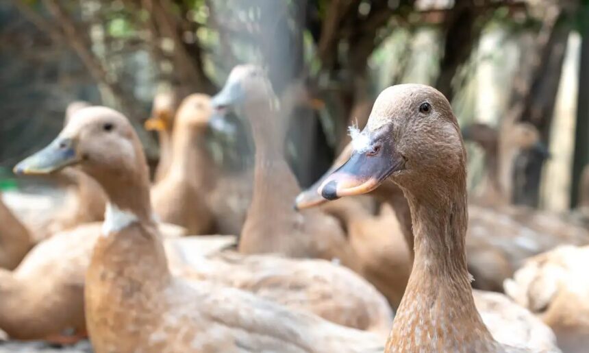 Entidades defendem projeto que proíbe alimentação forçada de animais