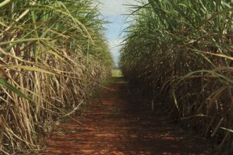 Safra de cana-de-açúcar deve crescer 4,7% em relação ao ano de 2025