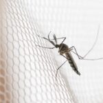 Cidades do noroeste de SP têm maior incidência de casos de dengue