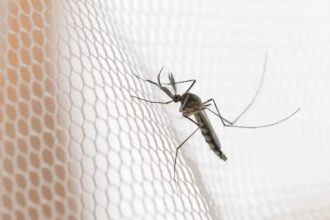 Cidades do noroeste de SP têm maior incidência de casos de dengue
