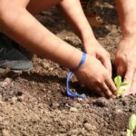 Entidades pedem apoio de candidatos em defesa da agroecologia
