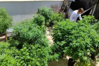 Feira em Fortaleza defende políticas sobre drogas com justiça social