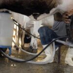 Produção de leite bate recorde mesmo com redução de vacas ordenhadas