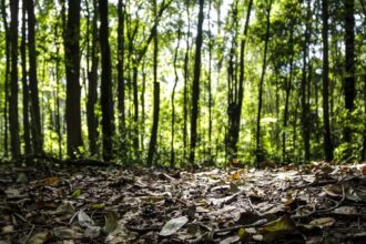 Produção florestal no país alcança recorde de R$ 47,9 bilhões em 2025
