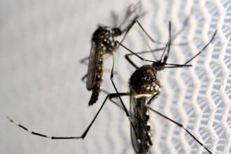 Aedes aegypti: quase metade dos municípios está em alerta ou risco