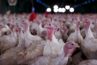 Agricultura confirma foco de doença de Newcastle em Santa Catarina