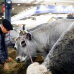 França registra 1º caso humano do vírus Shamonda que afeta animais