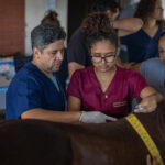 UFS oferece atendimento veterinário gratuito para cavalos em Sergipe