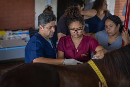 UFS oferece atendimento veterinário gratuito para cavalos em Sergipe
