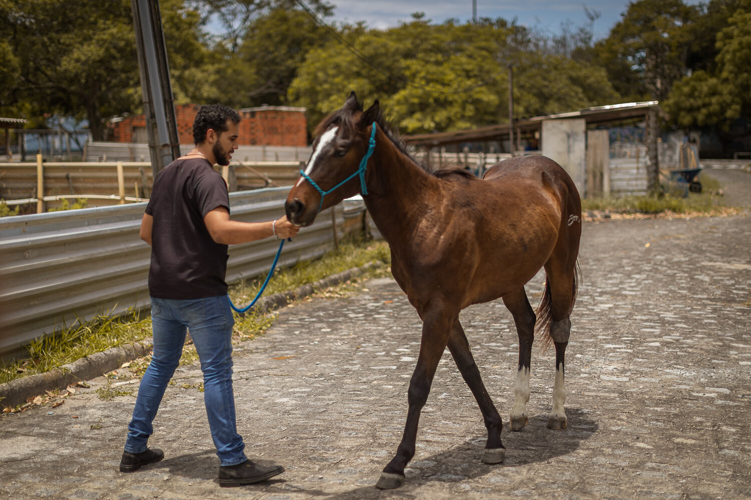 Cavalo atendido no Hospital Veterinário Universitário da UFS