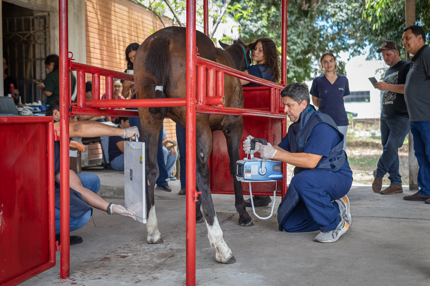 Estudantes acompanham procedimento em equino